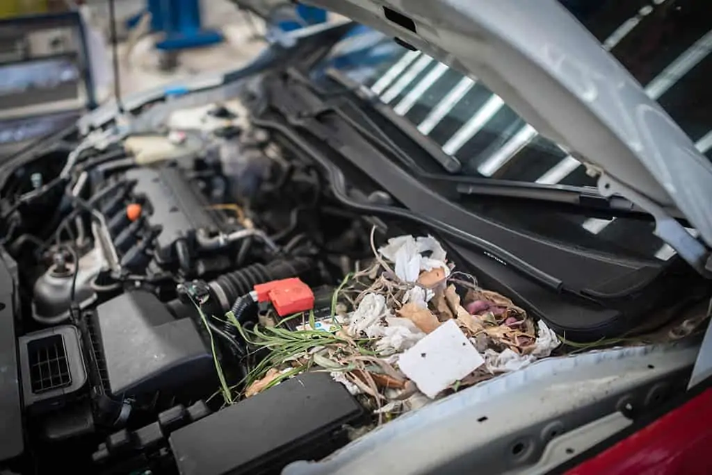 Newborn rats in nest made from scraps in a customer's engine at our auto repair shop in Mays Landing, NJ